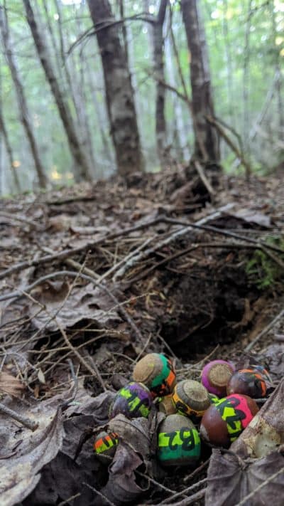 A vole's large cache of acorns marked with bright colors for tracking. (Courtesy of Ivy Yen.)