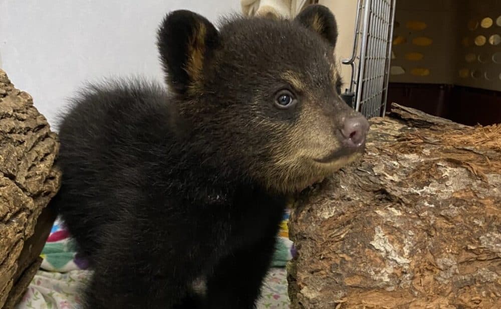 Alma at the Tufts Wildlife Clinic in North Greenfield, Massachusetts, shortly after she was rescued in April. She's not being raised at the Kilham Bear Center in Lyme, New Hampshire. (Courtesy Tufts Wildlife Clinic)