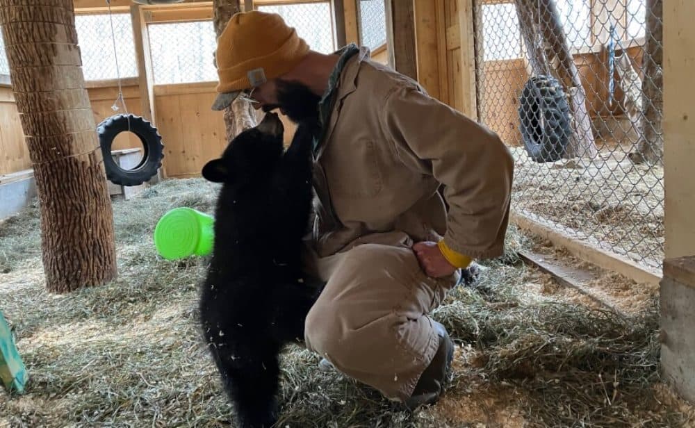 Ethan Kilham is raising a black bear cub named Billie with about 46 other cubs born this year. As part of the rehabilitation process, Kilham doesn't initiate play with the cubs, but he responds if they do. (Nancy Eve Cohen/NEPM)