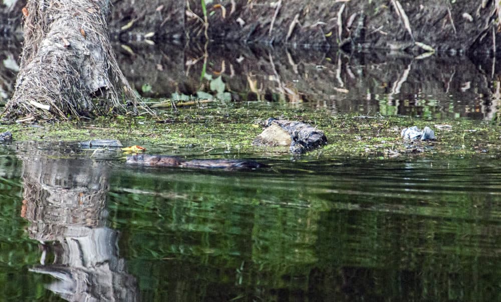 An American beaver in the wild. (Chris Bentley/Here &amp; Now)