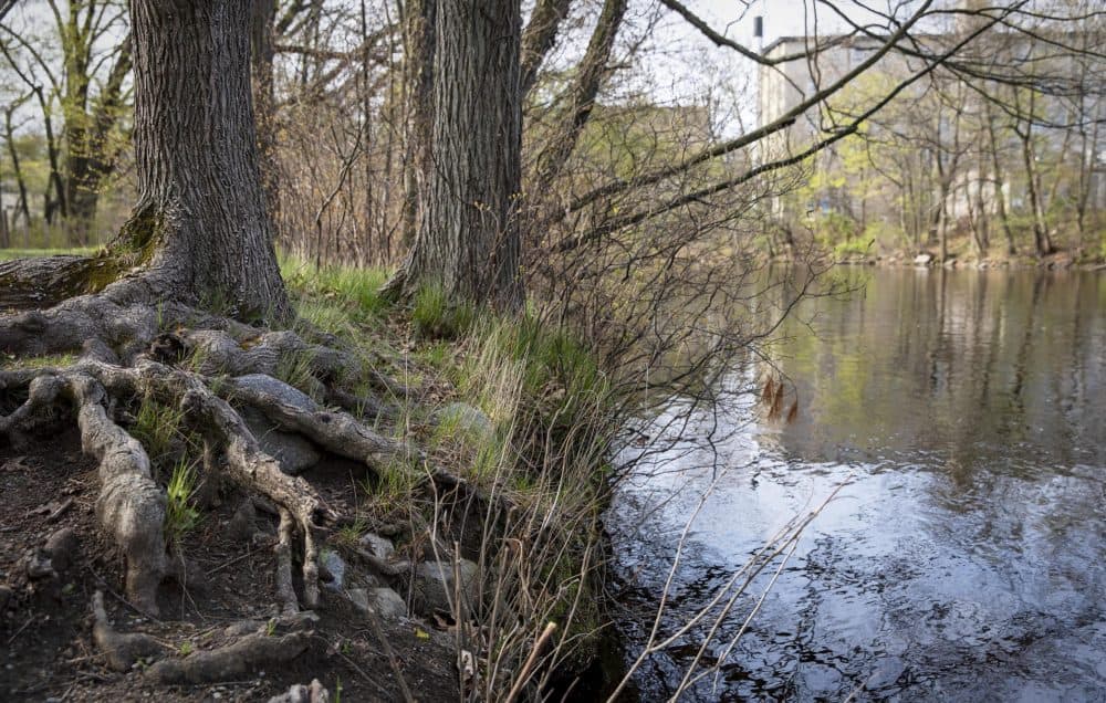 The roots of trees, shrubs and grasses hold together the bank of the River Charles in Watertown.  (Robin Lubbock/WBUR)