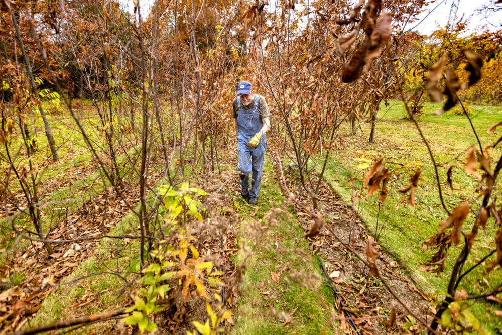 Researchers hoping to give the American chestnut tree a leg up on climate change - Vimarsana News