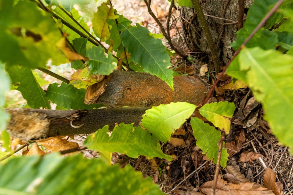 The orange looking rash of chestnut blight on an American Chestnut tree. (Jesse Costa/WBUR)