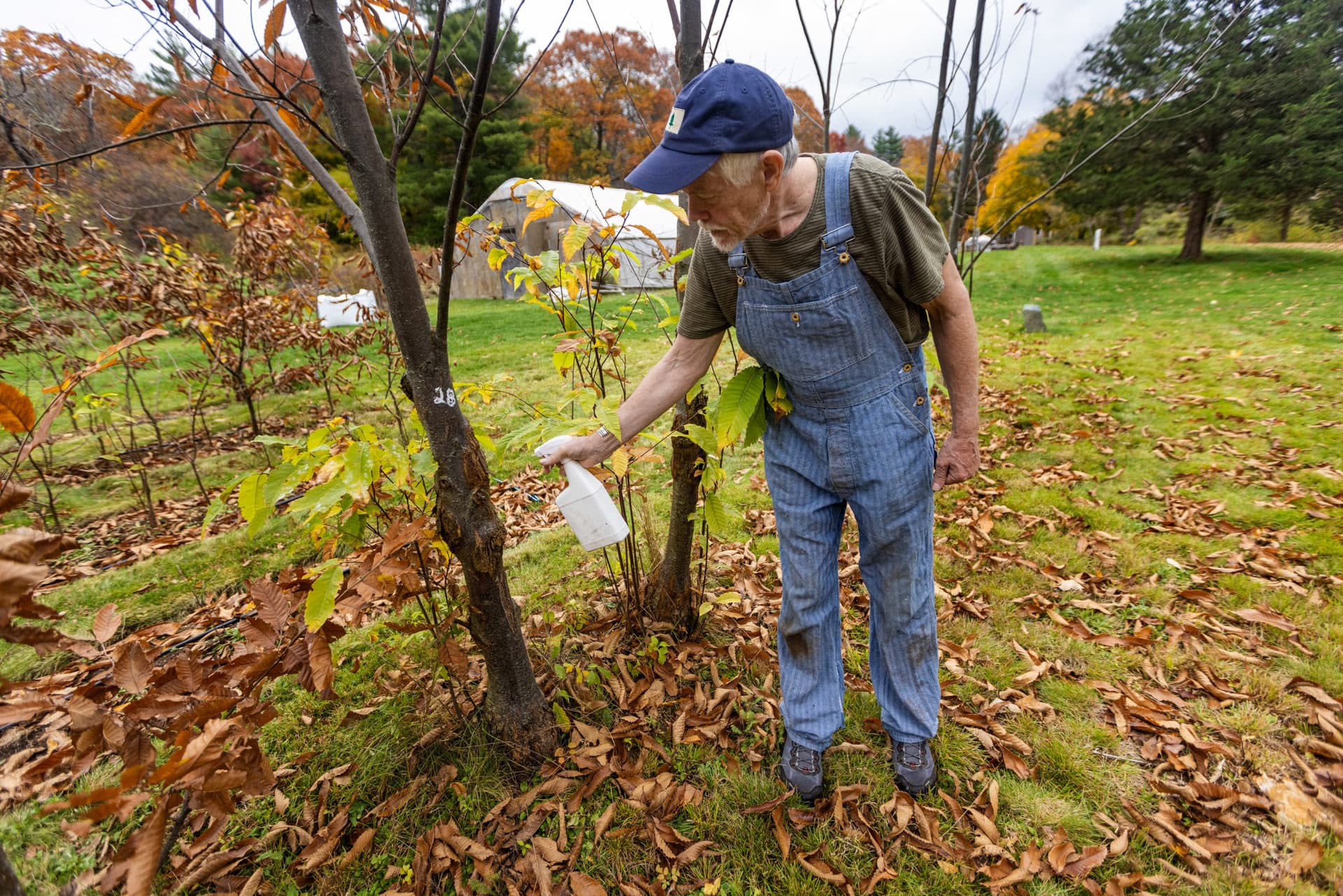 John Emery sprays deer repellent onto chestnut trees. (Jesse Costa/WBUR)