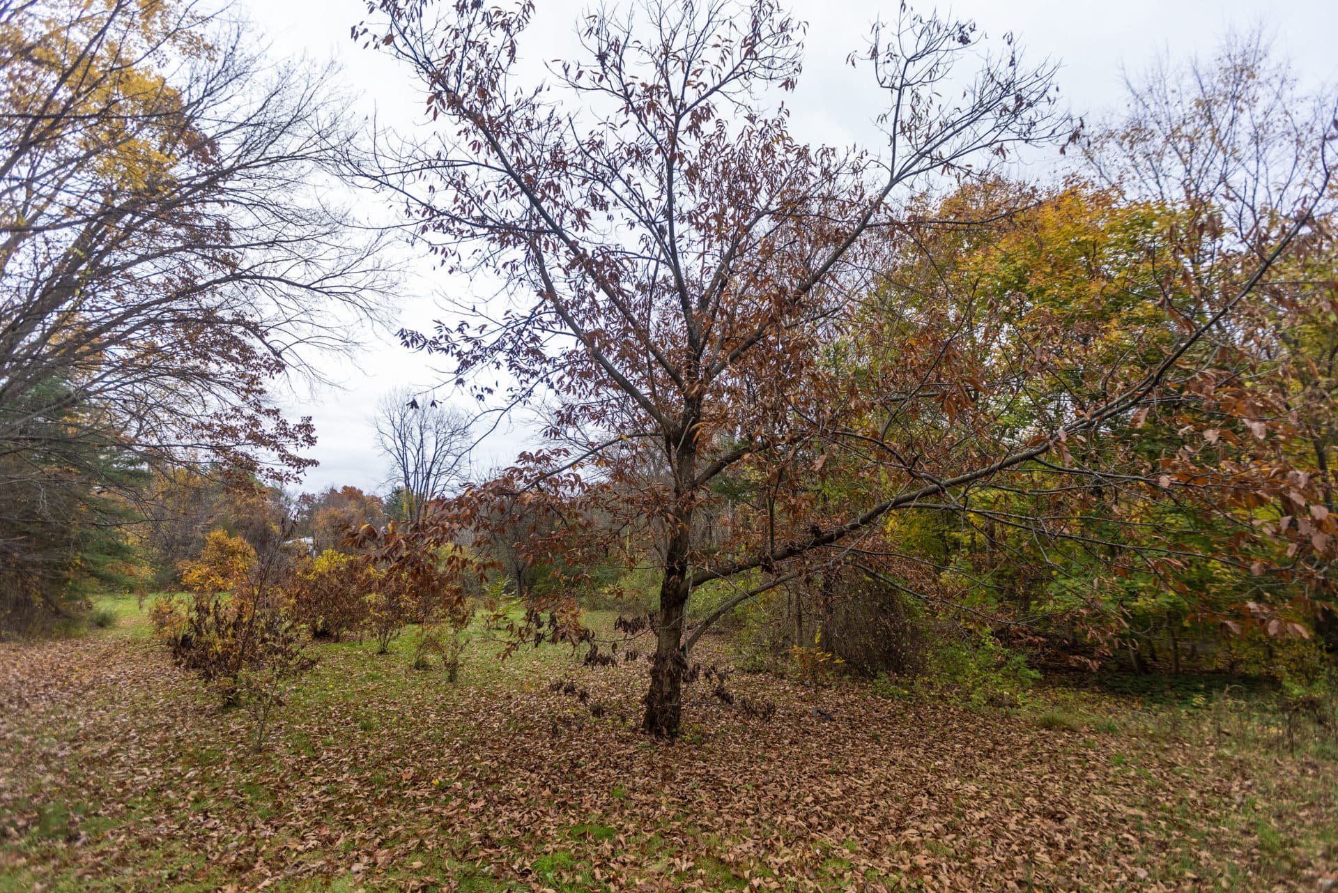 A young healthy chestnut tree hybrid in Lincoln. (Jesse Costa/WBUR)