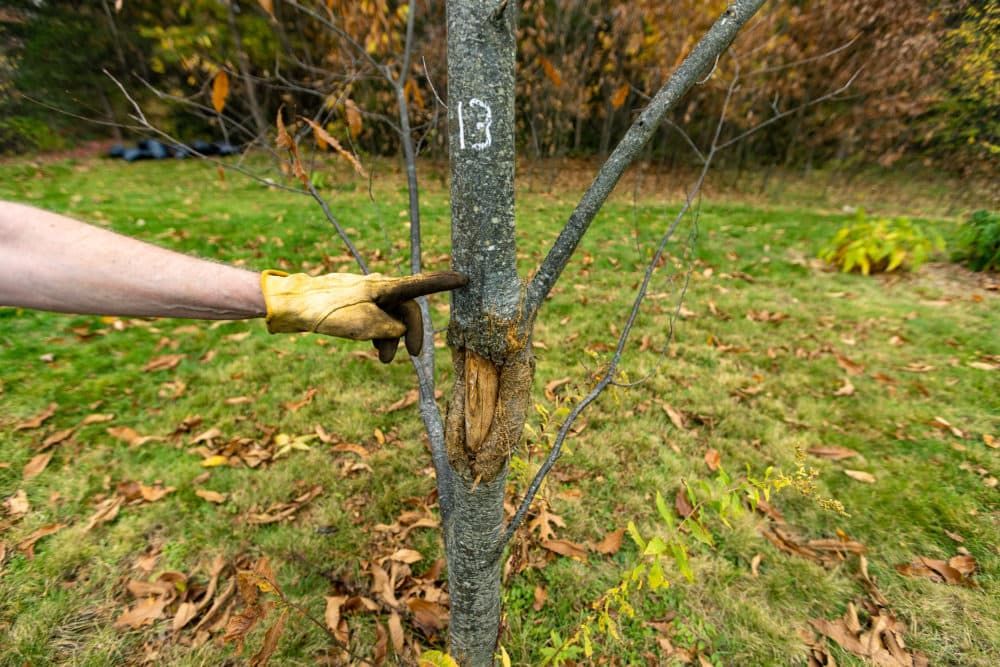 Chestnut tree hybrid resisting blight infection by walling off. (Jesse Costa/WBUR)