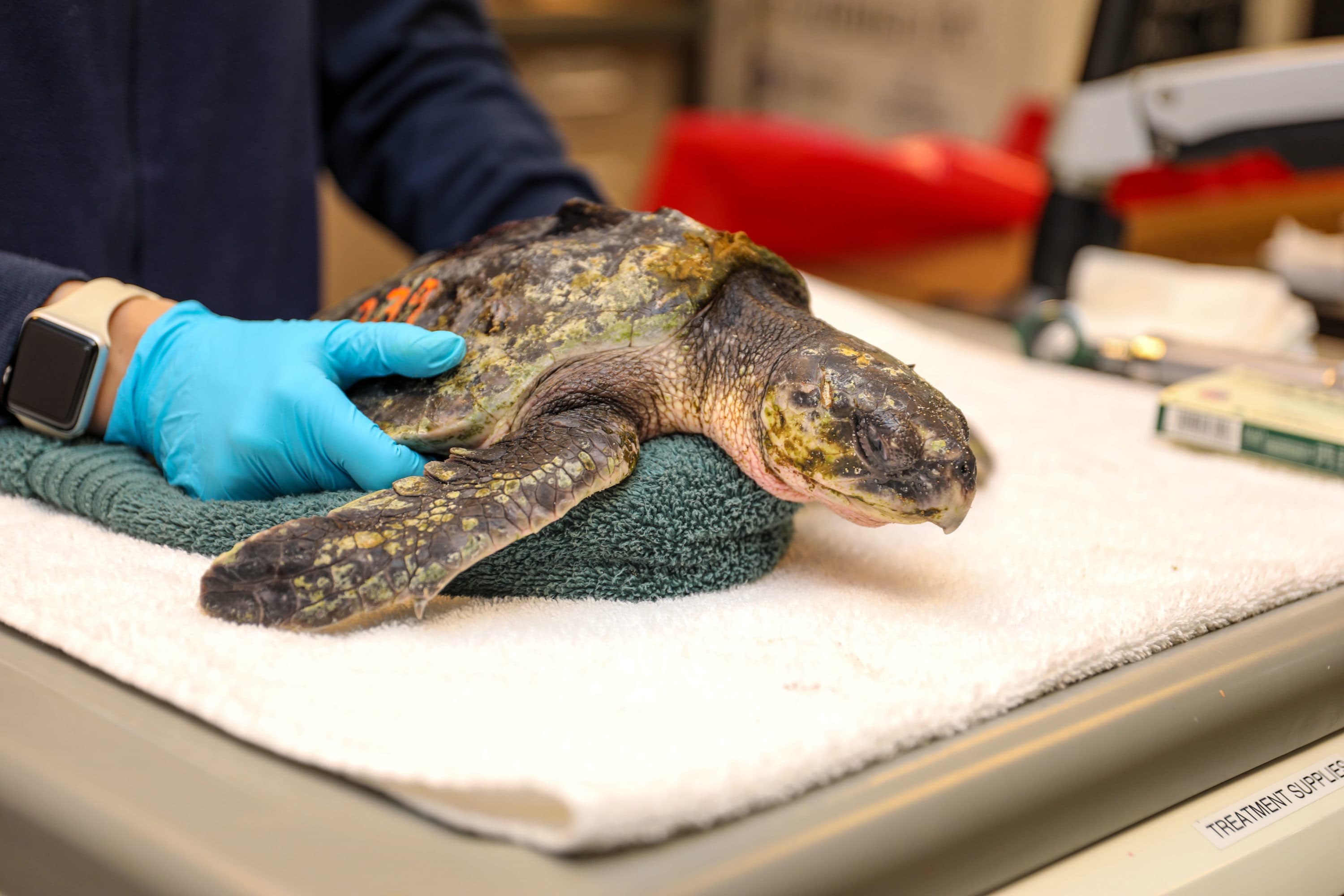A Kemp’s ridley sea turtle awaits an intake exam. (Vanessa Kahn/New England Aquarium)