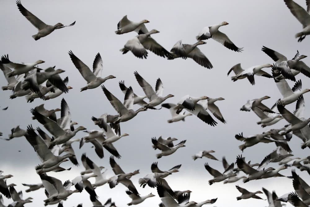 Snow geese take flight over a farm field. (Elaine Thompson/AP)