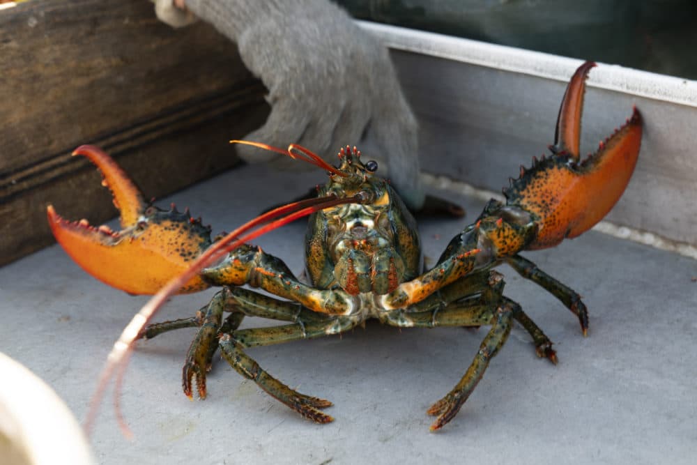 A lobster rears its claws after being caught off Spruce Head, Maine, Aug. 31, 2021. A federal judge has delayed new lobster fishing rules for two years in a rare win for the industry in its fight against whale protections. (Robert F. Bukaty/AP File)