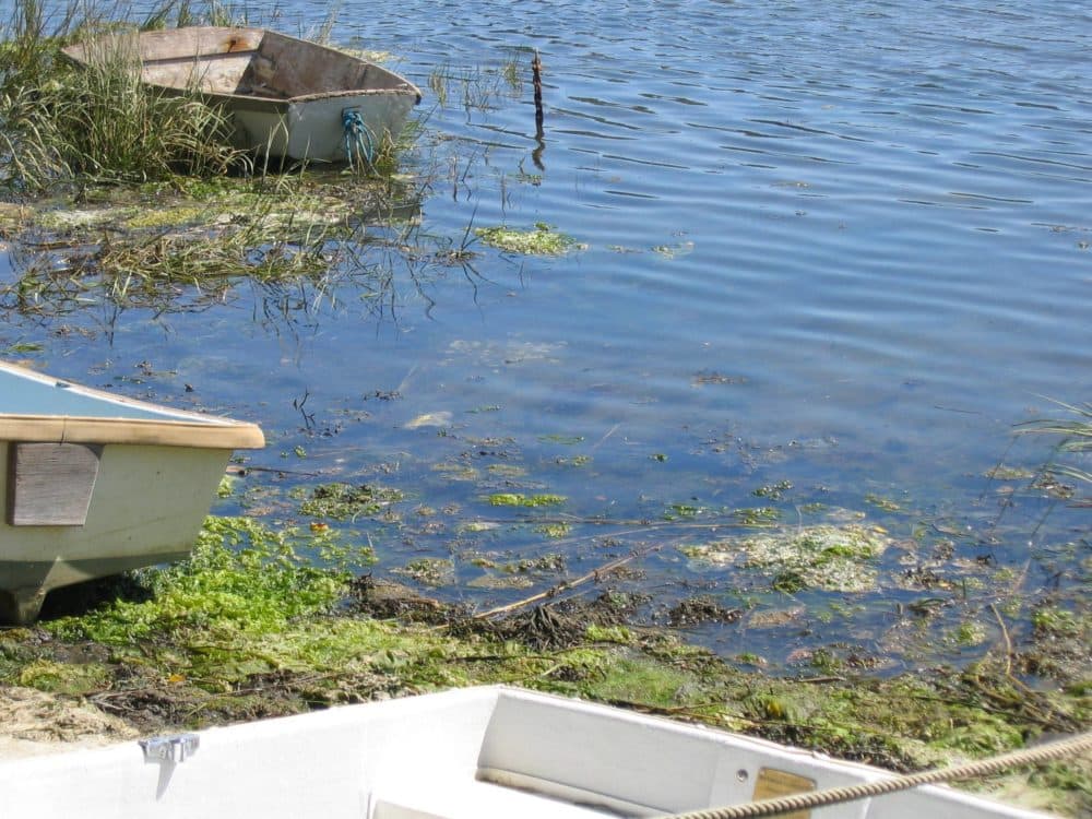 Algae bloom in Prince Cove at Marstons Mills.  (Courtesy of the Barnstable Clean Water Coalition)