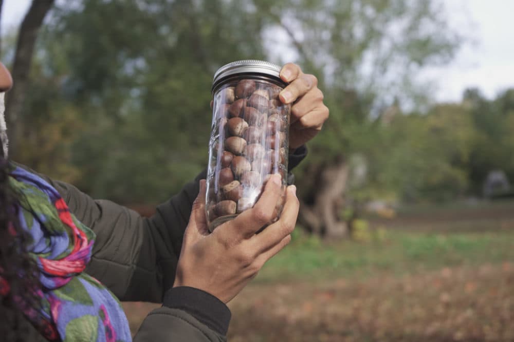 Kaitlin Smith holds up a jar filled with acorns she's been drying for over a year. &quot;Once washed, you can store acorns anywhere from two to five years,&quot; she says. (Arielle Gray/WBUR)