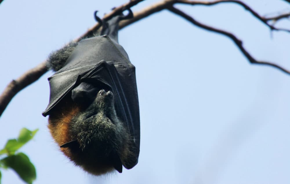 A Grey-Headed Flying Fox hangs from it's roost at the Royal Botanic Gardens in Sydney, Australia. (Ian Waldie/Getty Images)
