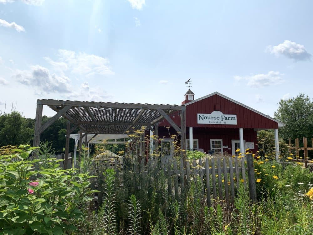 Nourse Farm was founded in 1722 by descendents of Rebecca Nurse, who was hung during the Salem Witch Trials. The farm, located in Westborough, grows black raspberries — a rarity.