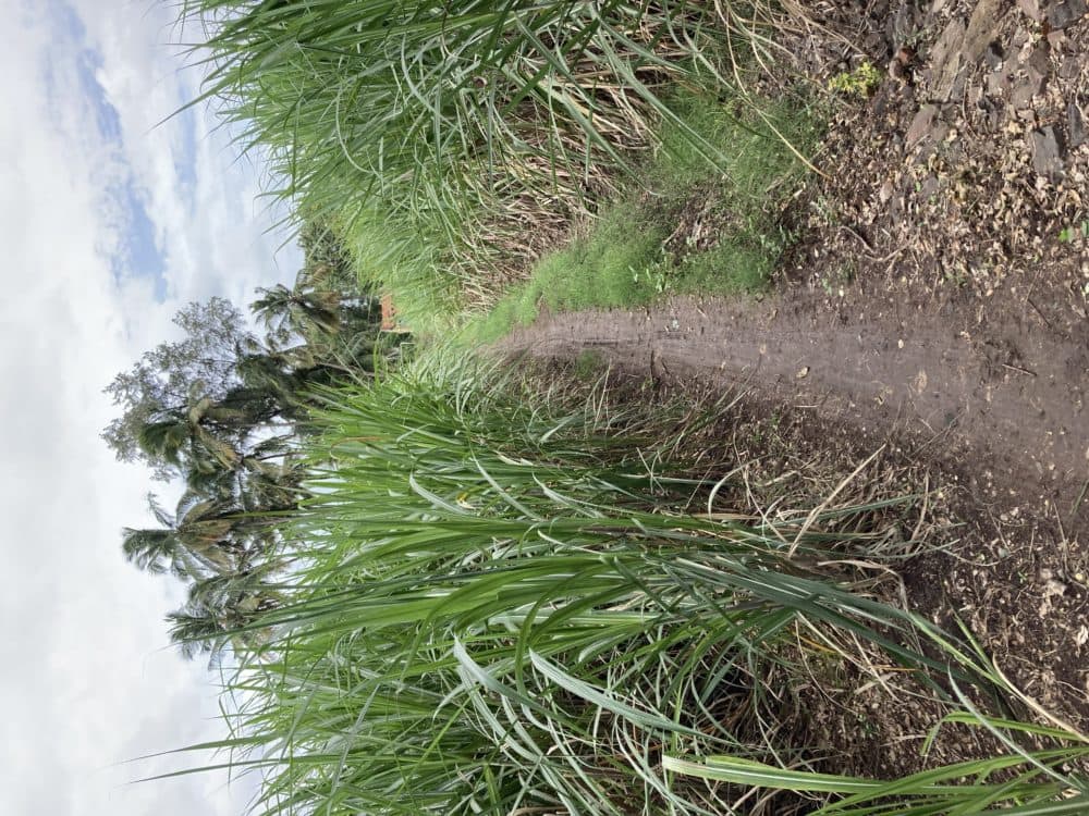 Sugarcane, one of India's biggest agricultural exports. (Courtesy of Mukta Dharmapurikar)