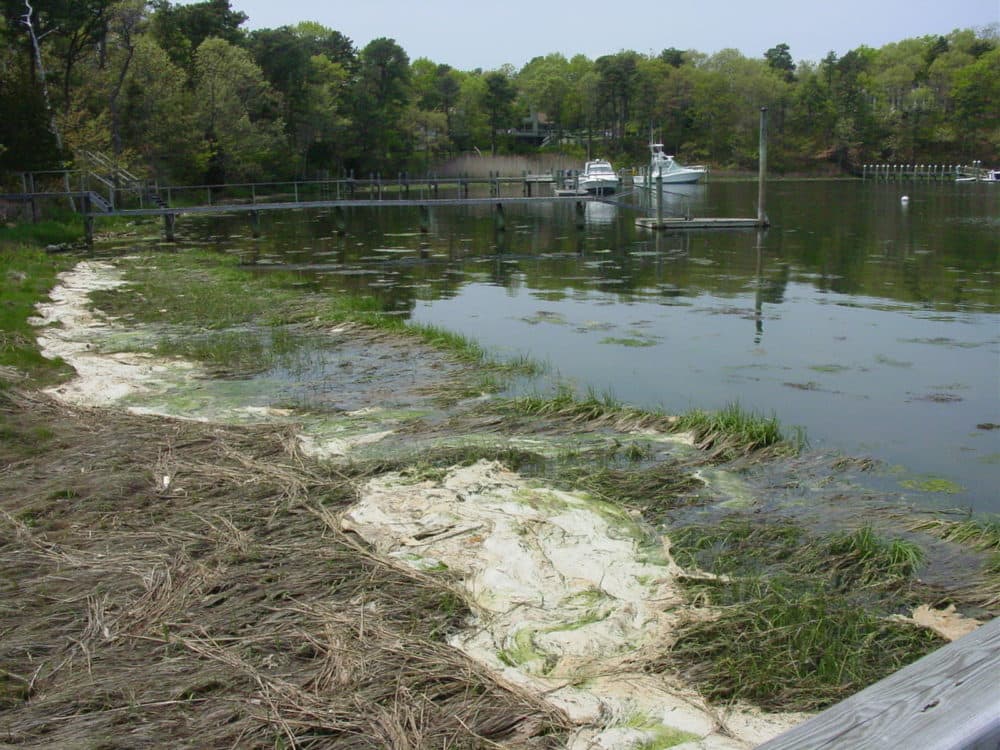 Algae bloom at Prince Cove in Marstons Mills. Courtesy Barnstable Clean Water Coalition