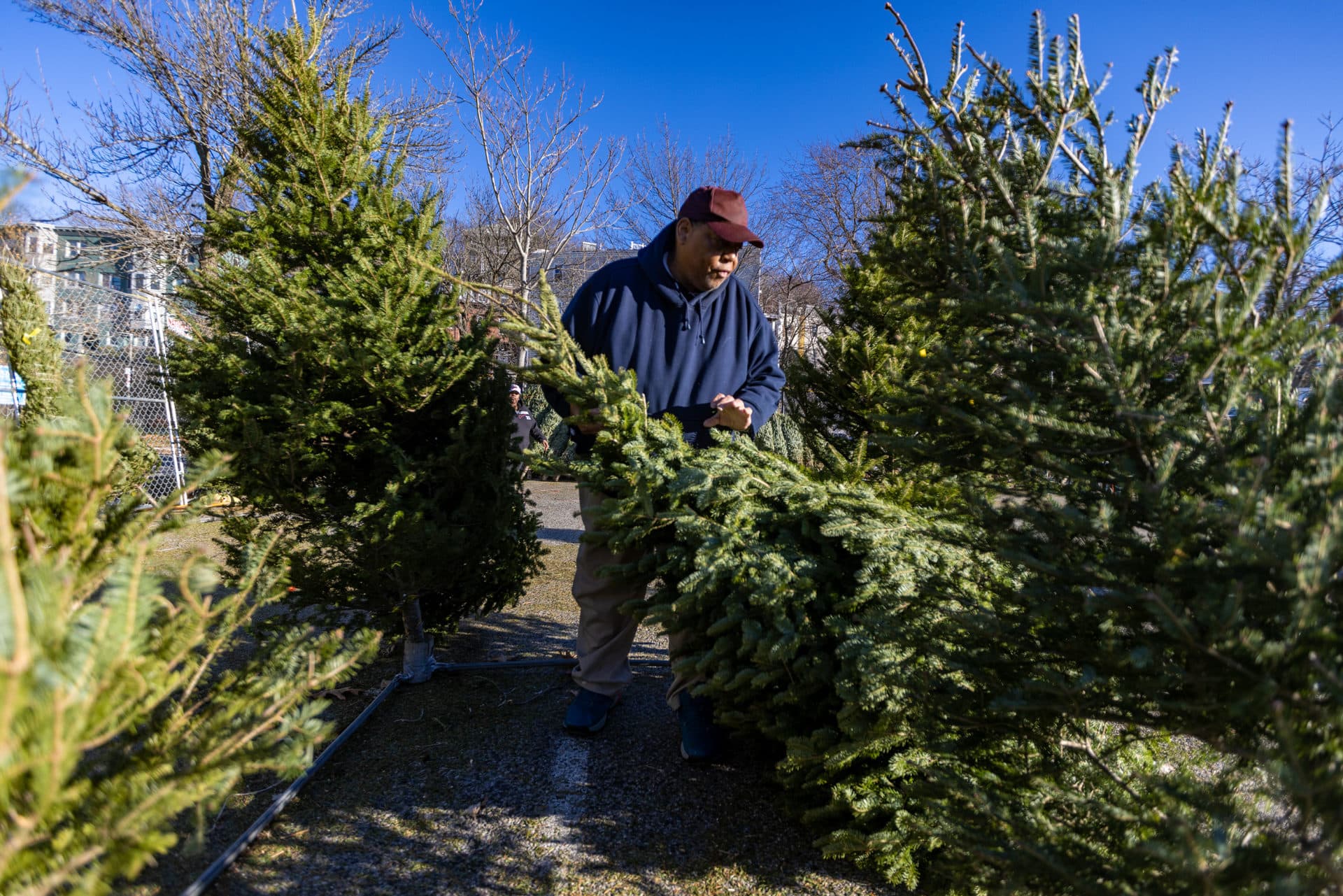 Dannie Kelly picks up a Christmas tree off the ground at his tree lot in Roxbury. (Jesse Costa/WBUR)