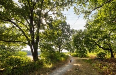 A new Boston law protects trees on public land but not private