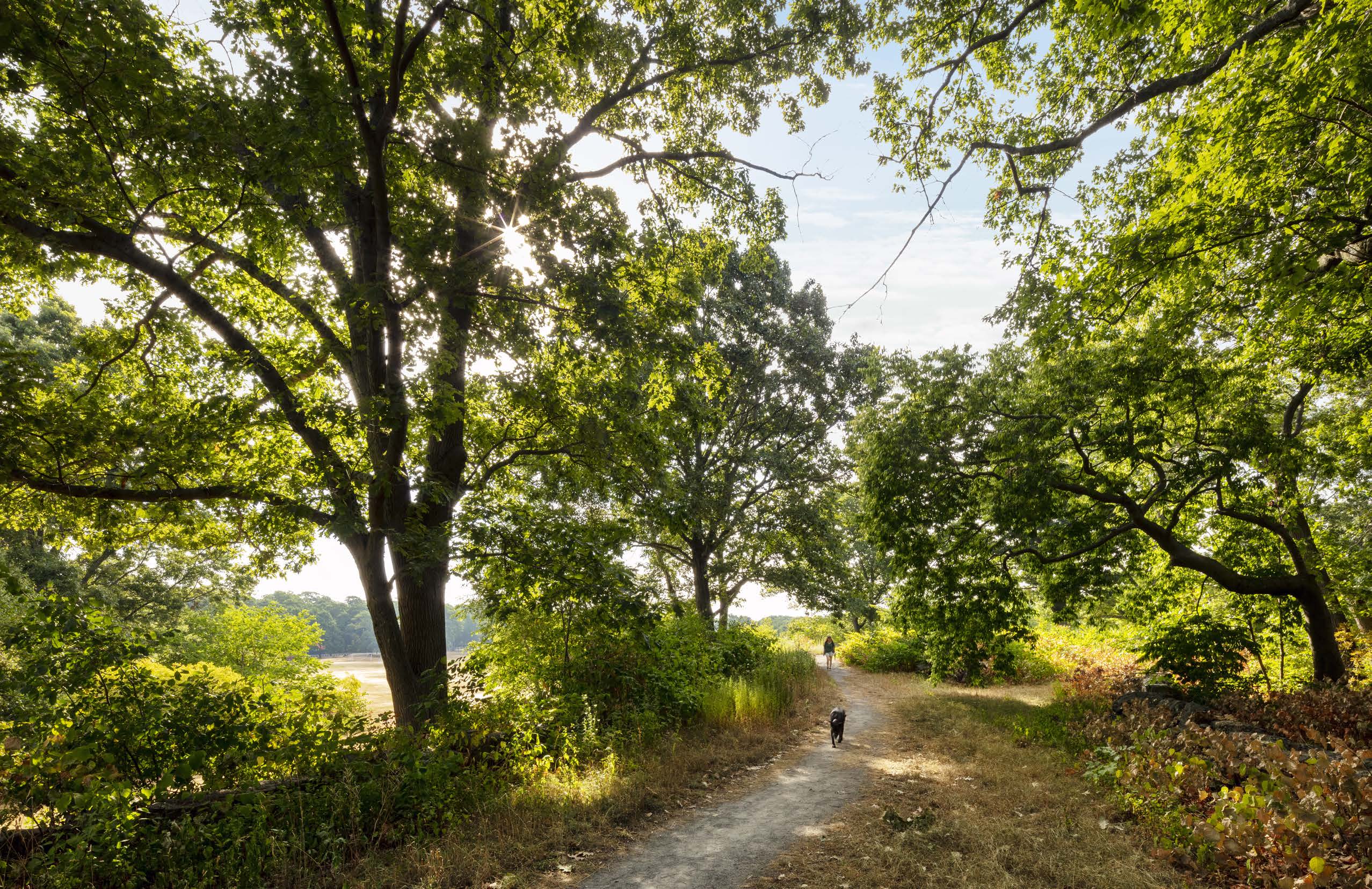 A new Boston law protects trees on public land but not private