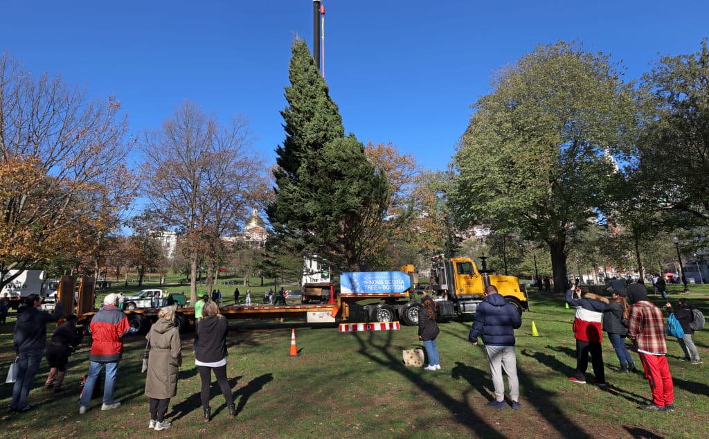 Boston's 2022 official Christmas tree arrives from Nova Scotia. (David L. Ryan/The Boston Globe via Getty Images)