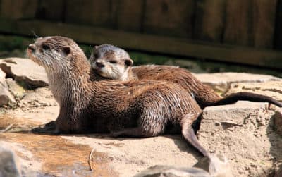 Otters, Christmas trees & animal photos: Here are 3 things making us smile this holiday weekend