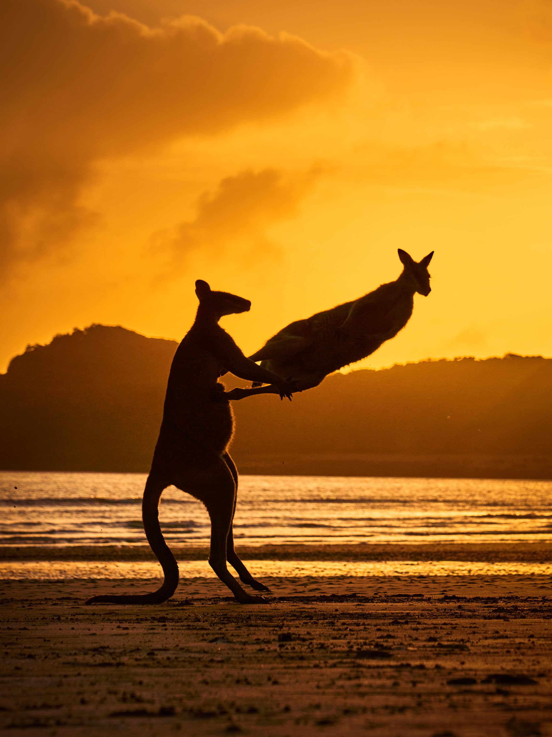 Two kangaroos play. (Michael Eastway)