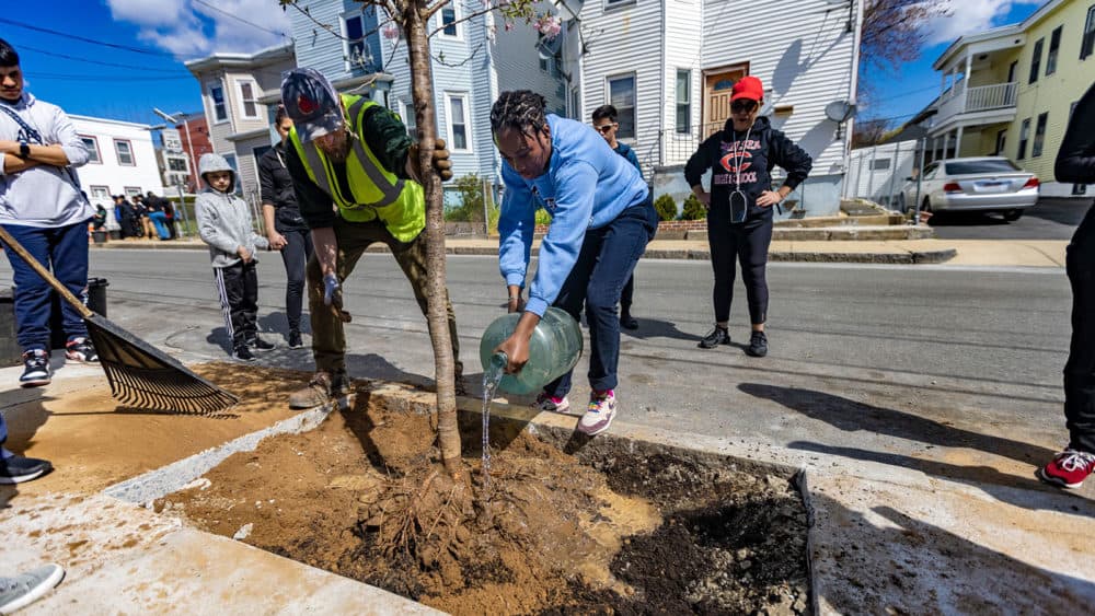 Michael Griffin of the state Department of Conservation & Recreation watches as a volunteer waters the root ball of a cherry tree in Chelsea, Mass., cooling an urban heat island one block at a time. Credit: Jesse Costa/WBUR.