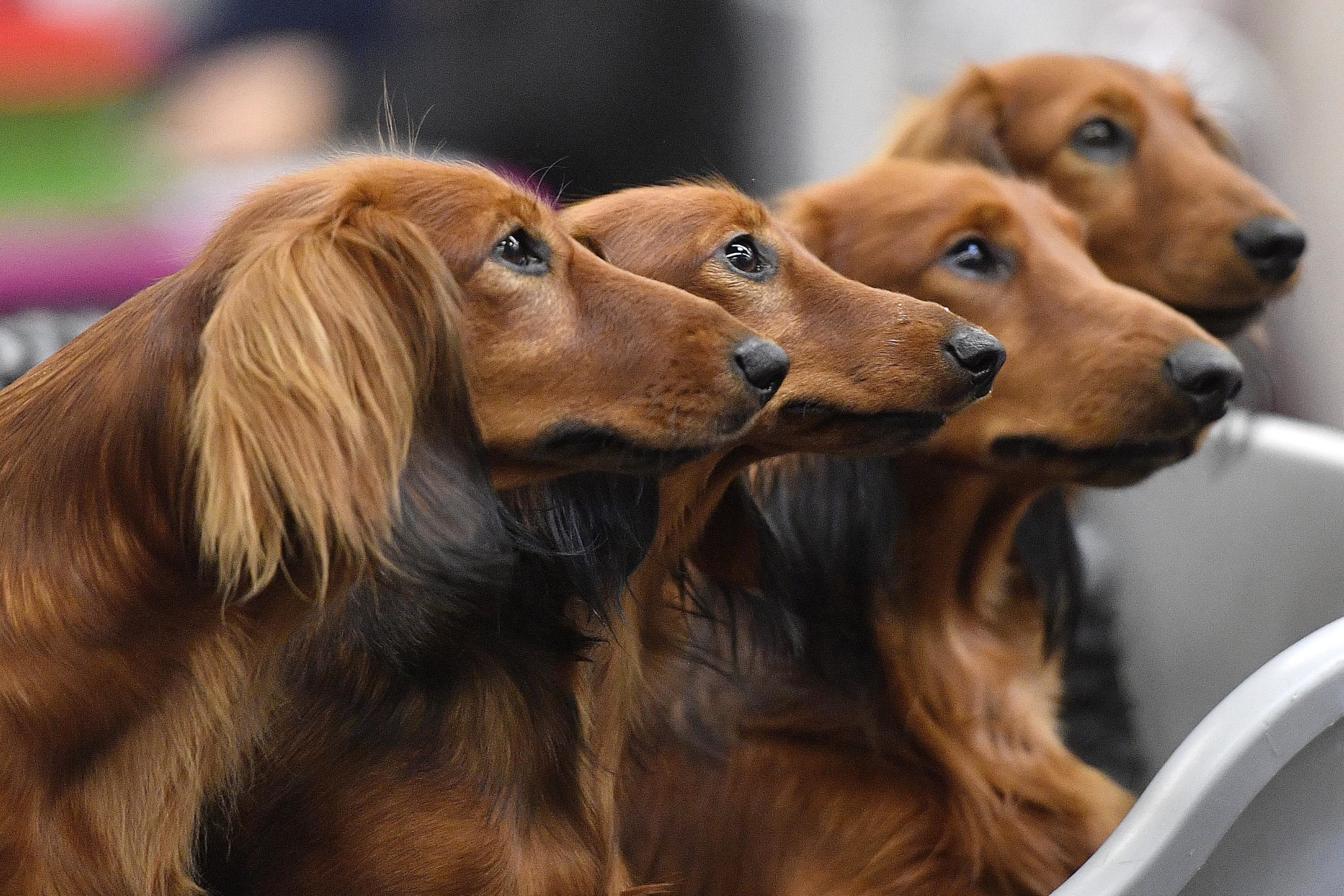 Dachshund dogs. (Martin Meissner/AP)