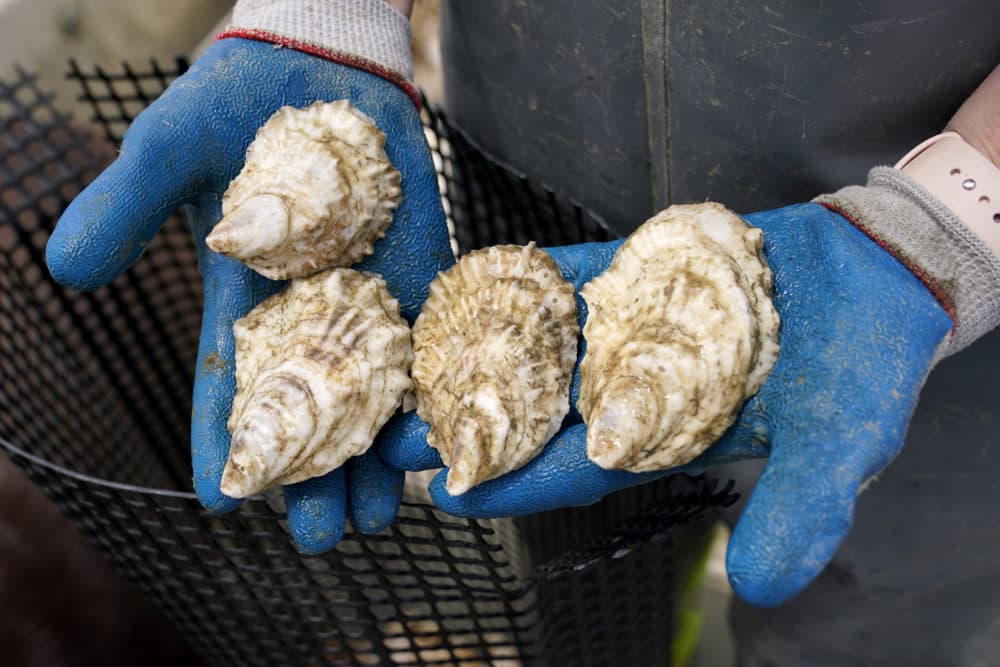 Why some find oysters 'icky' and how to turn that feeling to 'yummy' - Vimarsana News