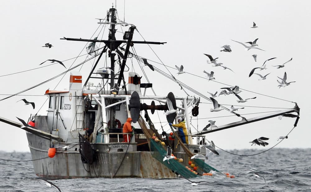 Gulls follow a commercial fishing boat as crewmen haul in their catch in the Gulf of Maine. (Robert F. Bukaty/AP)