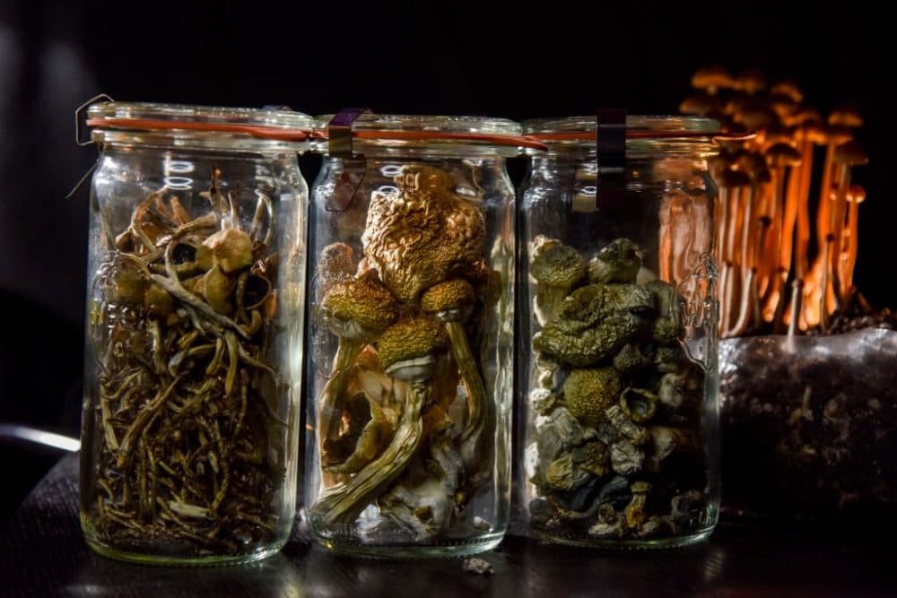WASHINGTON, DC - FEBRUARY 5:
A DC resident has an operation growing psilocybin mushrooms, including these Galindoi variation of Psilocybe mexicana mushrooms, two middle, and Psilocybe cubensis mushrooms, left and right, in Washington, DC, on Monday, February 5, 2020.  With the legalization of marijuana, advocates are now pushing for other legalizations, like psilocybin mushrooms.  Activists in Colorado, Oregon and California have pushed for approval of psilocybin mushrooms and now folks in the District are starting.  Many claim medicinal uses - depression, PTSD and other disorders - as is the case in some European countries.
(Photo by Jahi Chikwendiu/The Washington Post via Getty Images)