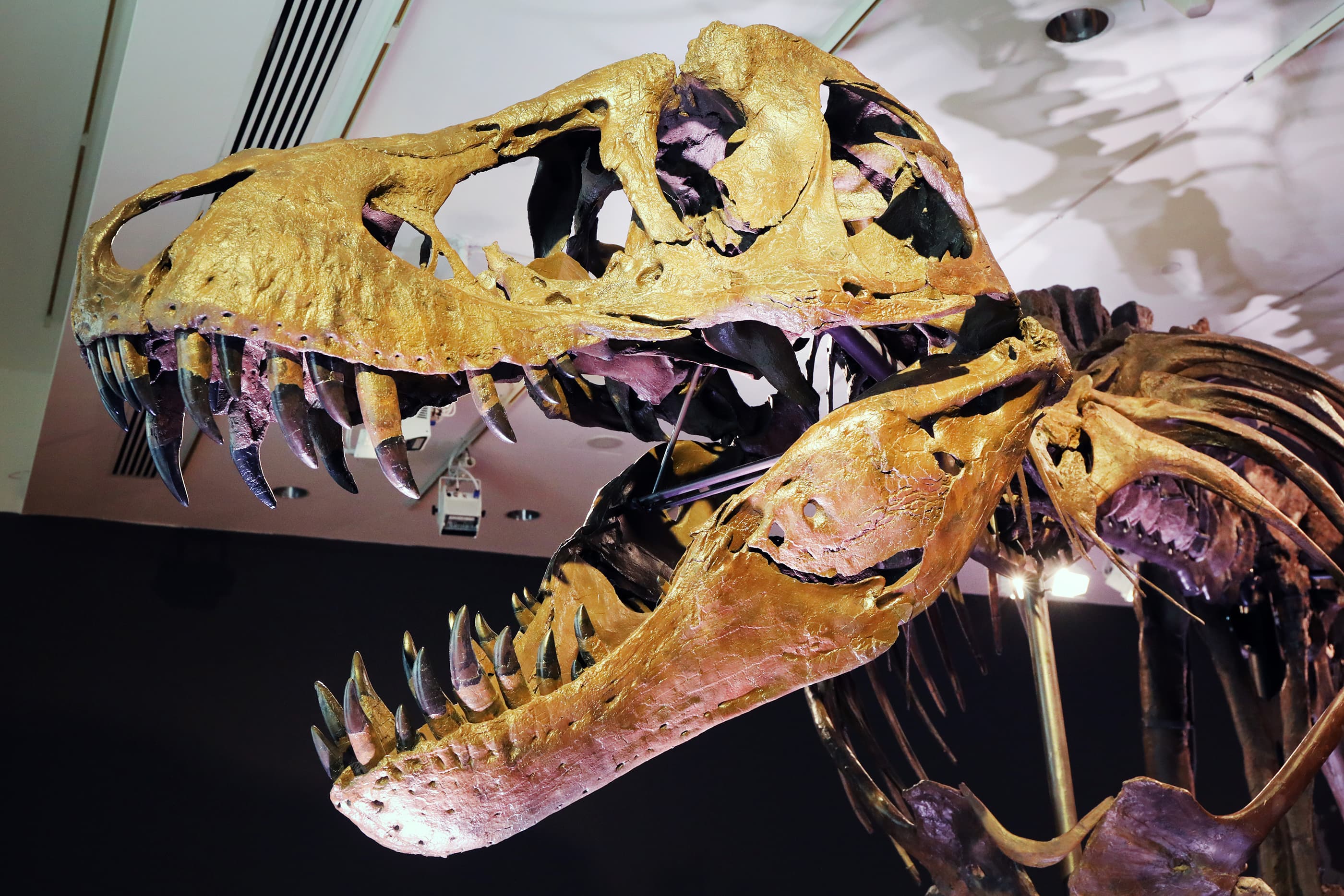 T-Rex may not have big brain energy — but it might have been smarter ...