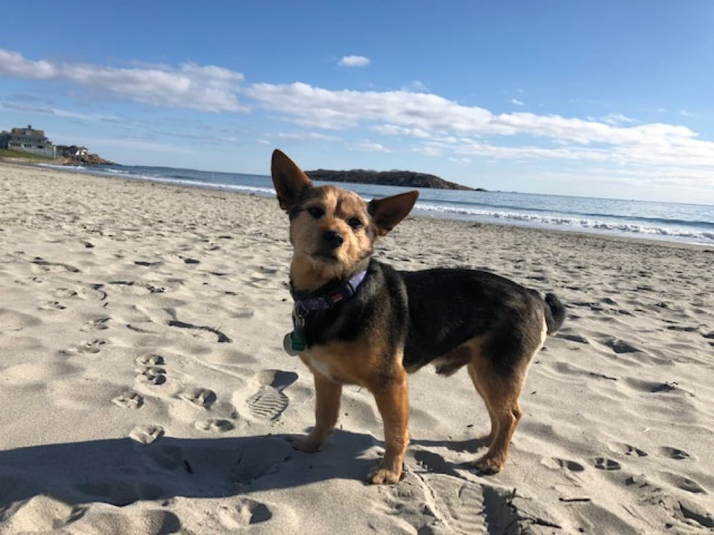 The author's dog, Toby. (Courtesy Anita Diamant)
