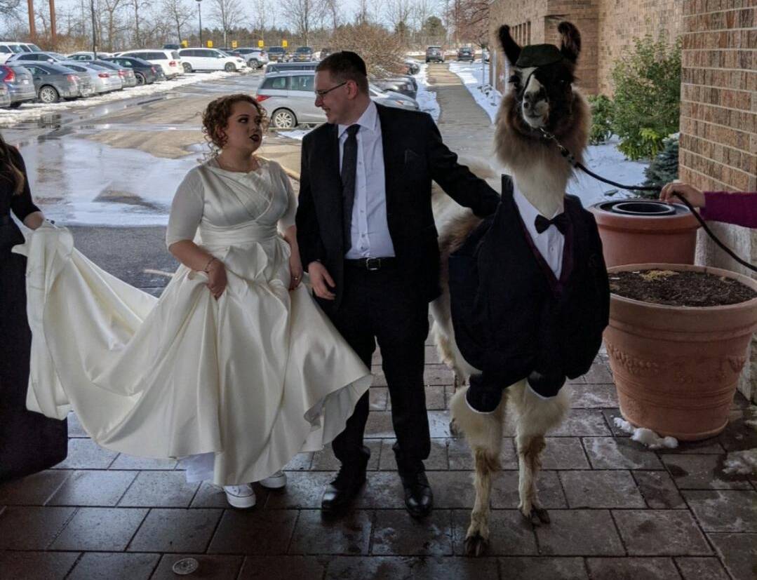 Mendl Weinstock (middle) and the llama he brought to his sister's (left) wedding (courtesy Mendl Weinstock)