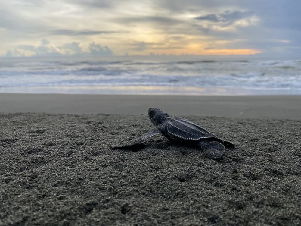 Otra tortuga marina regresa al agua frente a la costa de Costa Rica.  (Cortesía de Claudio Quesada-Rodríguez)