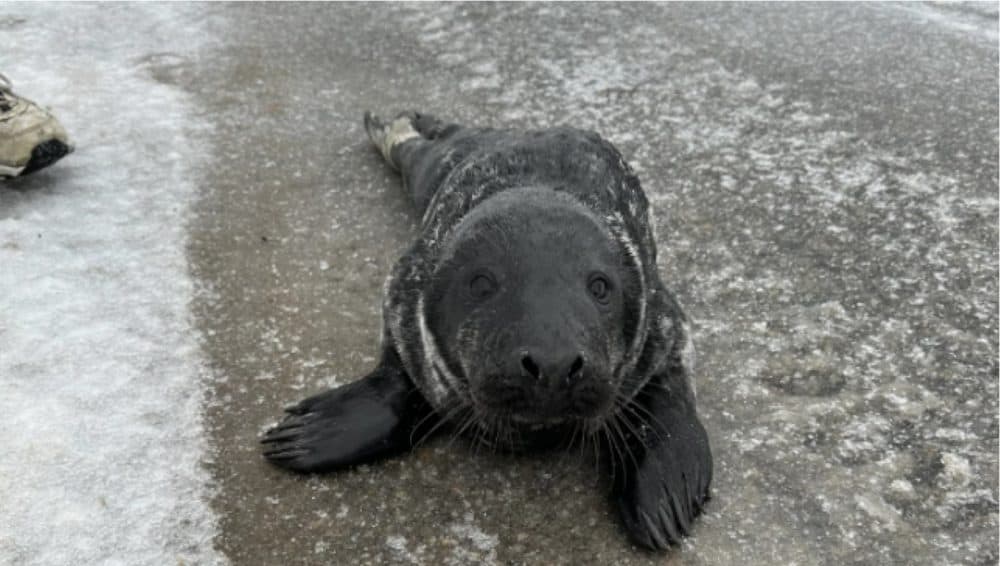 A seal that was found in Cape Elizabeth on Monday. (Courtesy of Cape Elizabeth Police Department)