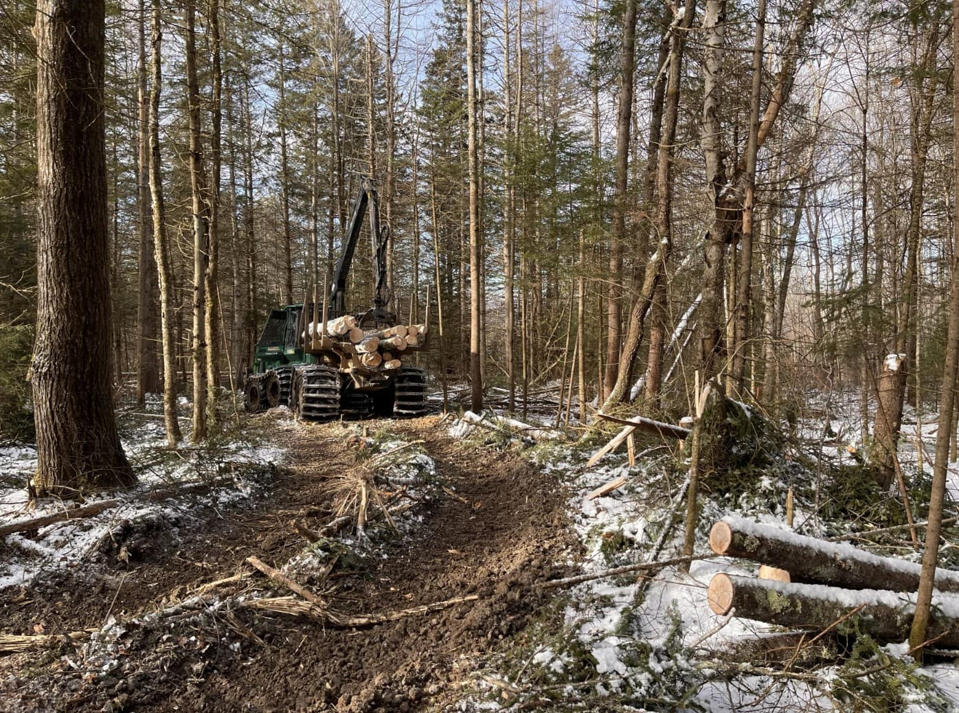 Brian Lafoe's forwarder picks up logs along a path in East Burke, Vermont. The machine has left shallow ruts in the ground, which is typically not an issue in winters with more snow. (Henry Epp/Vermont Public)