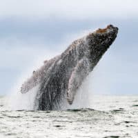 A Humpback whale jumps in the surface of the ocean. (Luis Robayo/AFP via Getty Images)