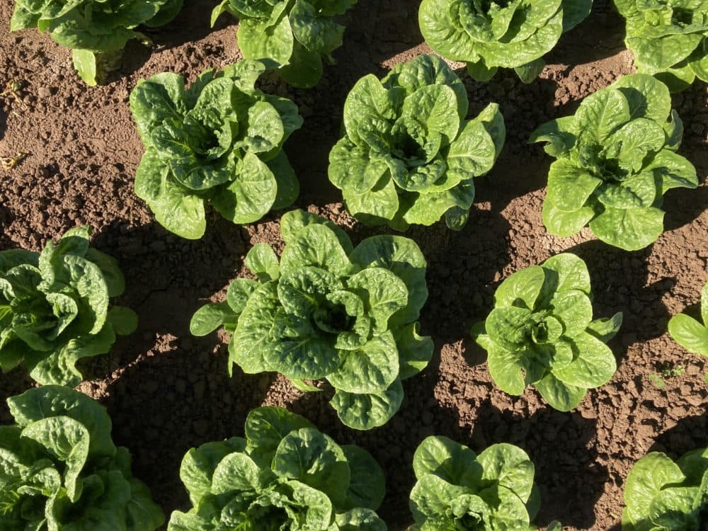 A crop of romaine lettuce on Jack Vessey’s farm near Holtville, Calif., is grown with Colorado River water. (Peter O'Dowd/Here & Now)