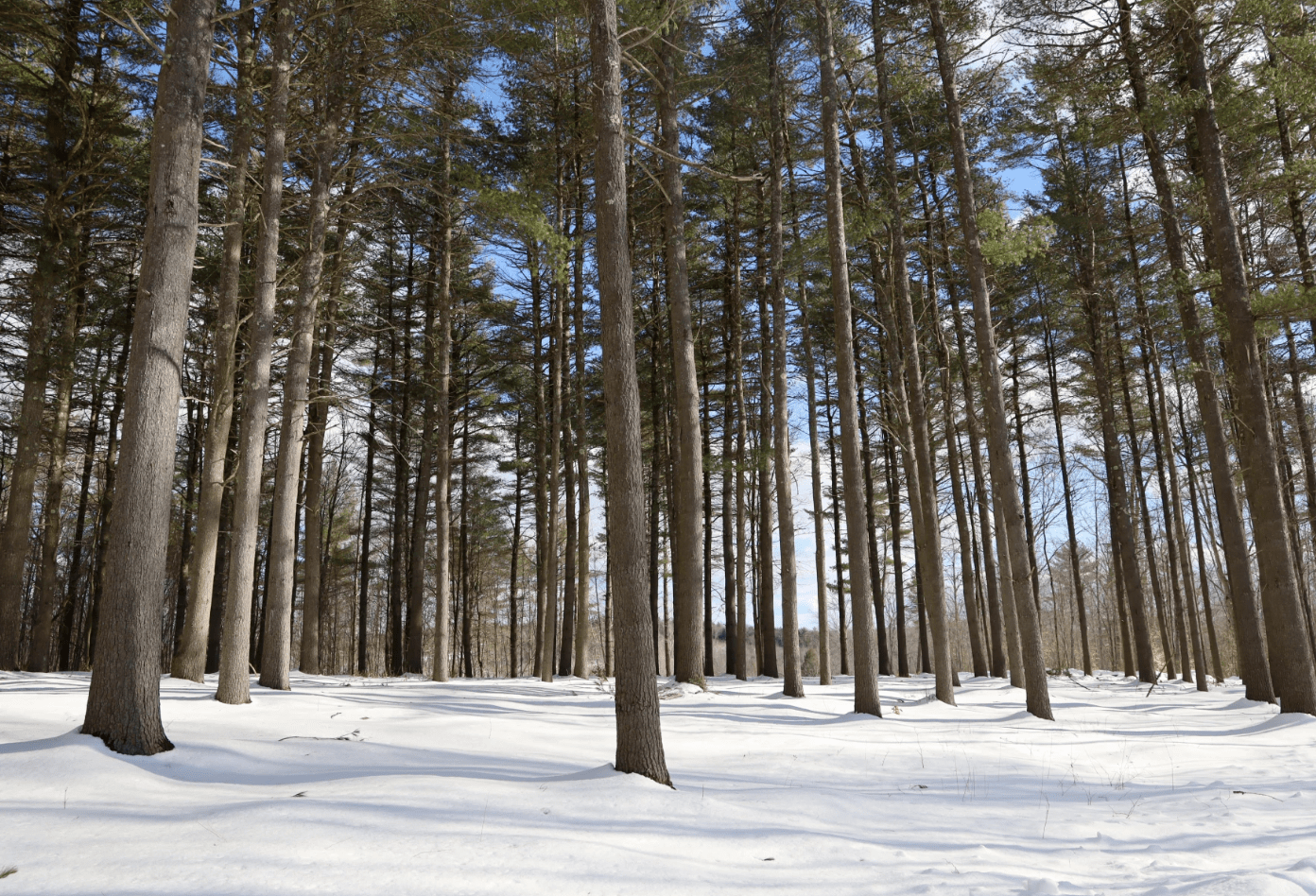 A view of the burial grounds at the Baldwin Hill Conservation Cemetery. So far, six people have been buried in this area below the cathedral pine trees. In total, there 90 acres of conserved land, 10 of which are dedicated to green burials. The cemetery has room for 300 burials. (Esta Pratt-Kielley/Maine Public)