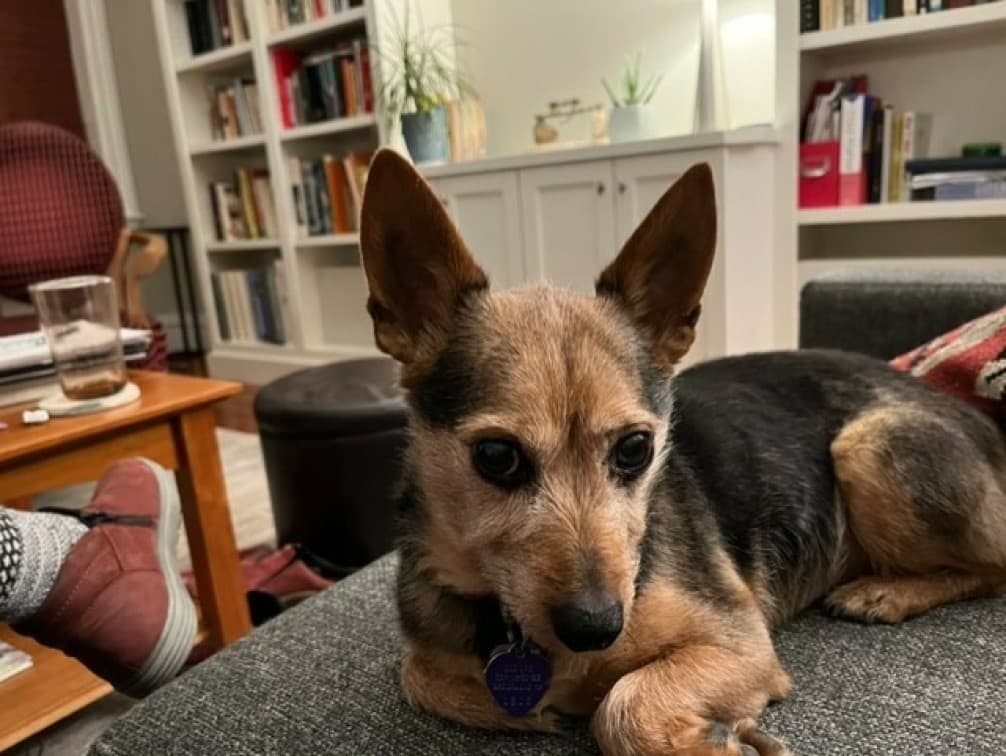 Toby on the sofa, ever alert. (Courtesy Anita Diamant)