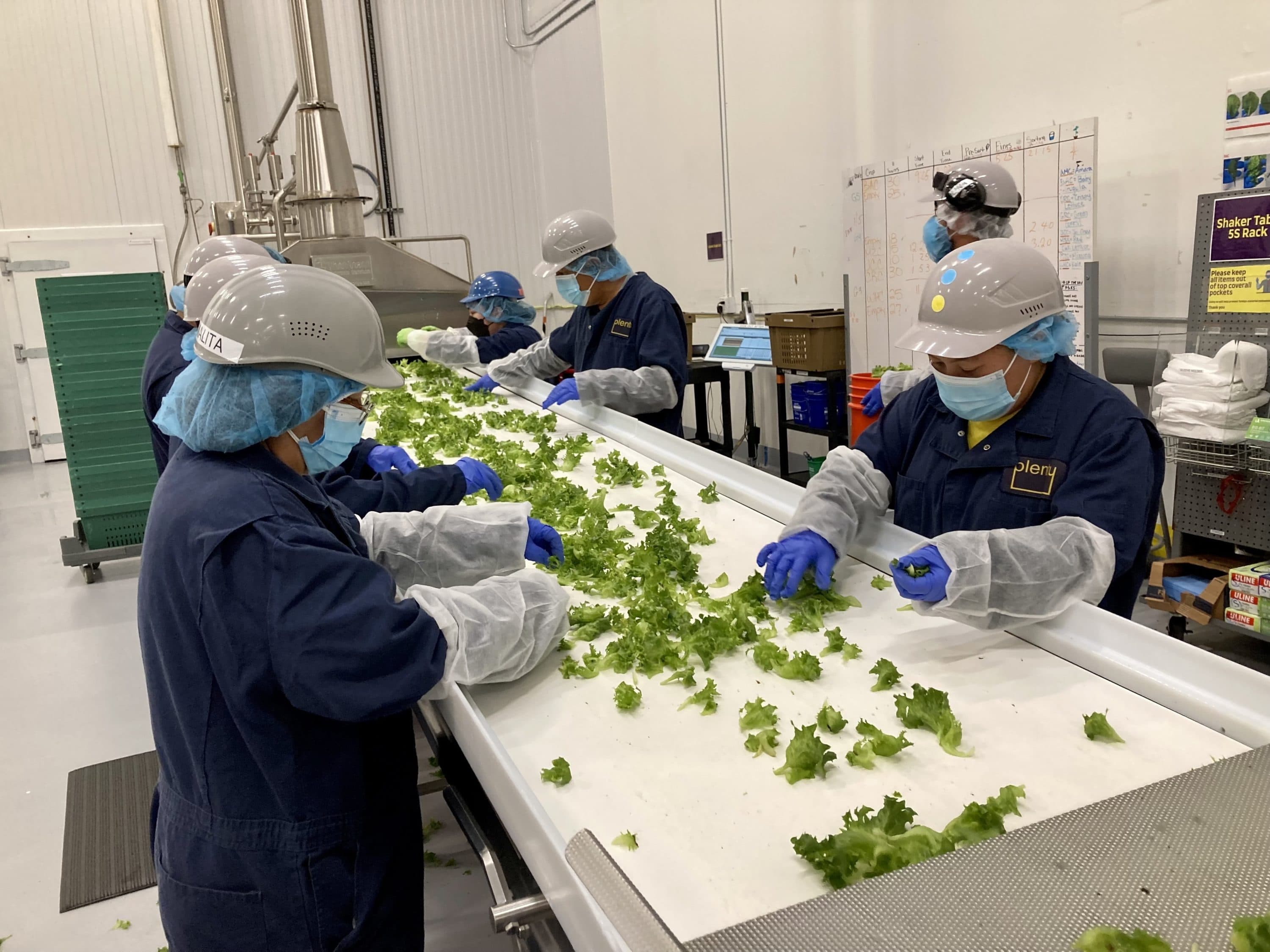 Workers sort and package lettuce at Plenty’s vertical farm in San Francisco. (Peter O'Dowd/Here &amp; Now)