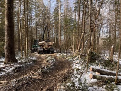 Commercial logging has generated prime moose habitat in the Northeast Kingdom. (Henry Epp/Vermont Public)