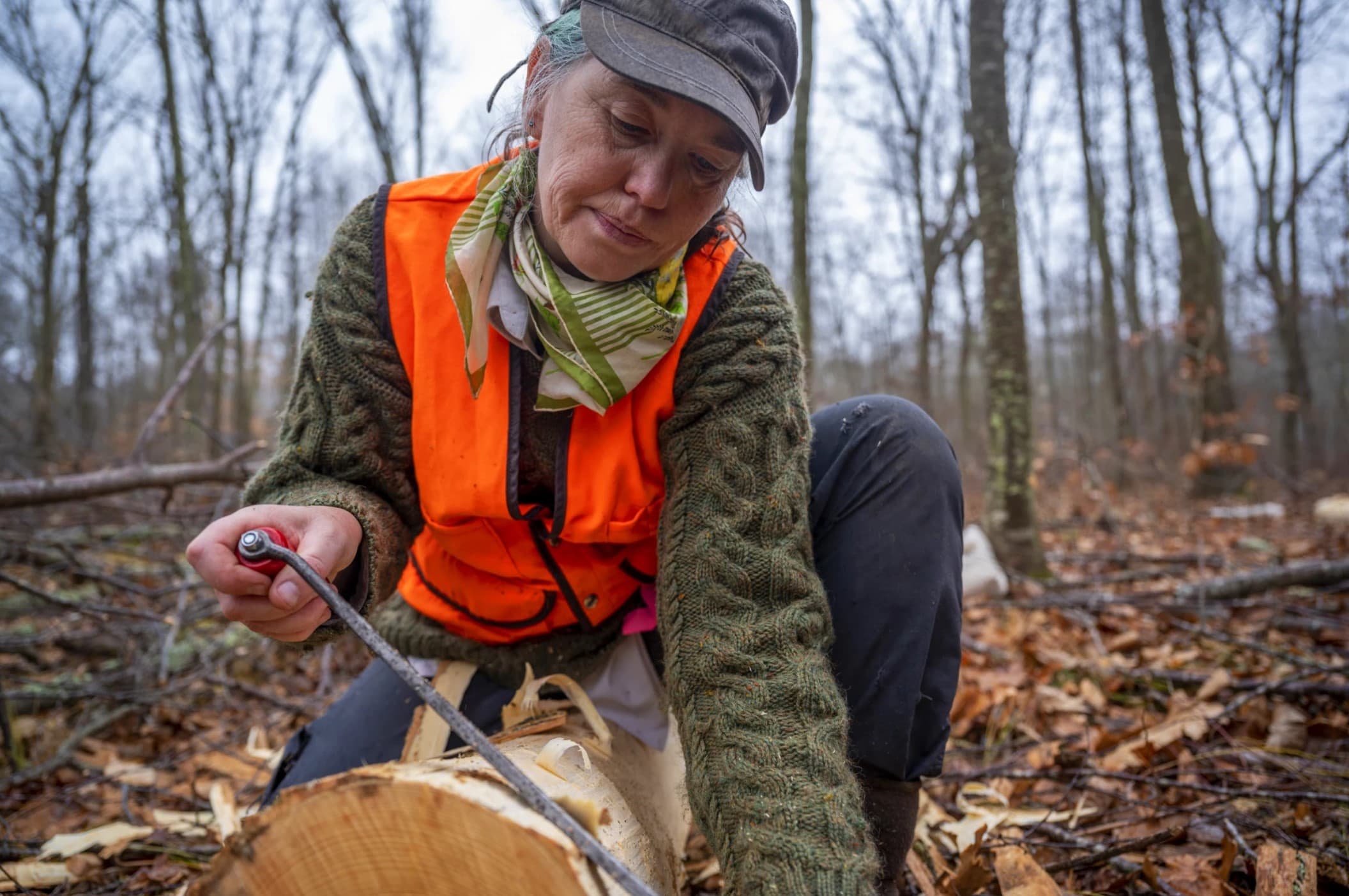 Claire Rutledge, of the Connecticut Agricultural Experiment Station, cuts away bark from a section of ash tree in search of more EAB larvae. This entire tree, already killed by the infestation, was cut and inspected to create a model of the EAB population in the area. (Tyler Russell/Connecticut Public)