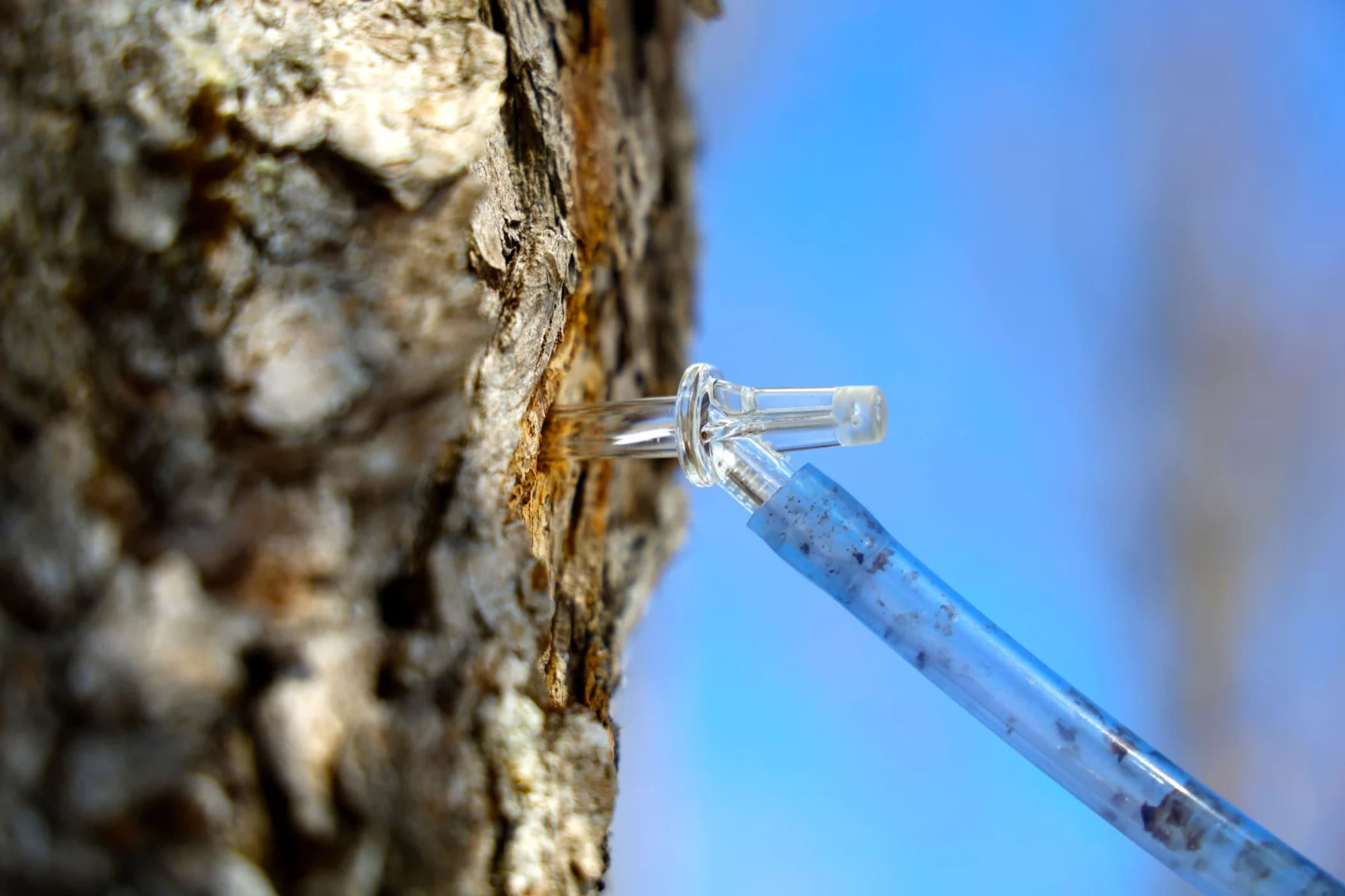A tap at in a sugar maple in April 2022. (Esta Pratt-Kielley/Maine Public)