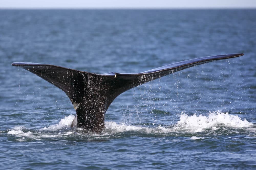 A North Atlantic right whale appears at the surface on March 28, 2018, off the coast of Plymouth, Massachusetts. (Michael Dwyer/AP)