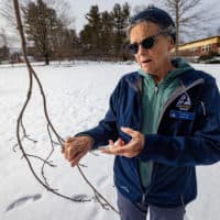 Tia Pinney, lead naturalist at Drumlin Farm, shows a sugar maple is beginning to bud much earlier than usual, because of the lack of winter weather this season. (Jesse Costa/WBUR)