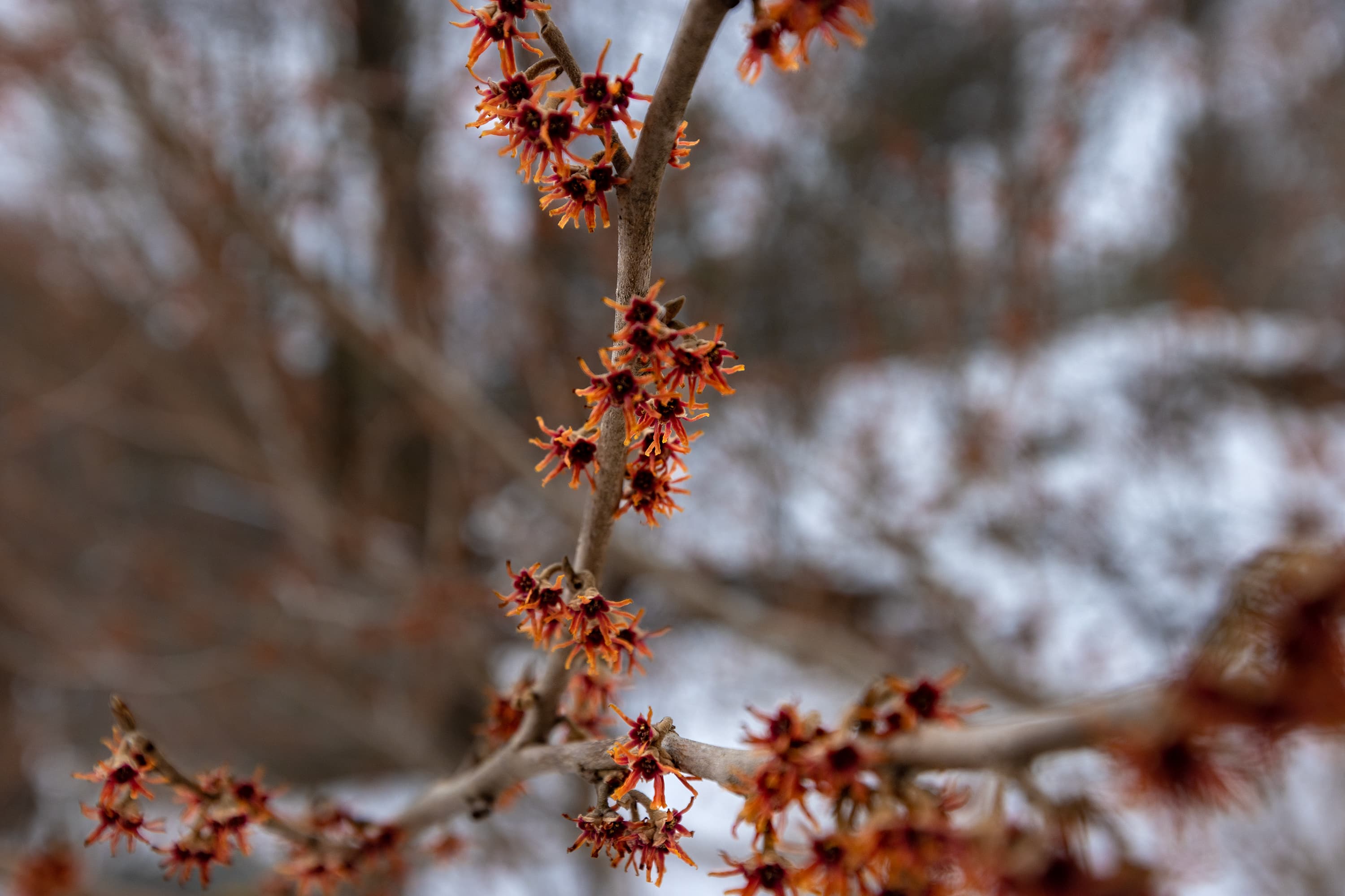 An Ozark witch hazel bush, a spring blooming variety planted at Drumlin Farm, is blooming earlier than usual because of the lack of winter weather. (Jesse Costa/WBUR)