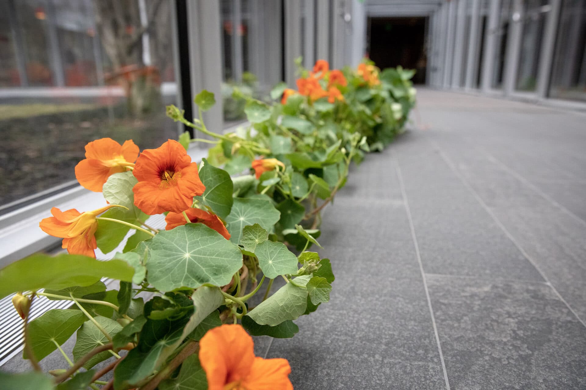 A 20-foot long nasturtium plant lies on the floor of the Isabella Stewart Gardner Museum, waiting to be moved into the courtyard for the annual Hanging Nasturtiums installation. (Robin Lubbock/WBUR)
