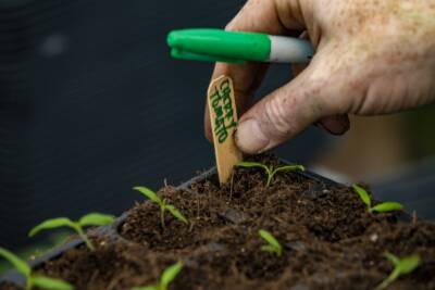 As spring weather flirts with Boston, let's talk about your garden
