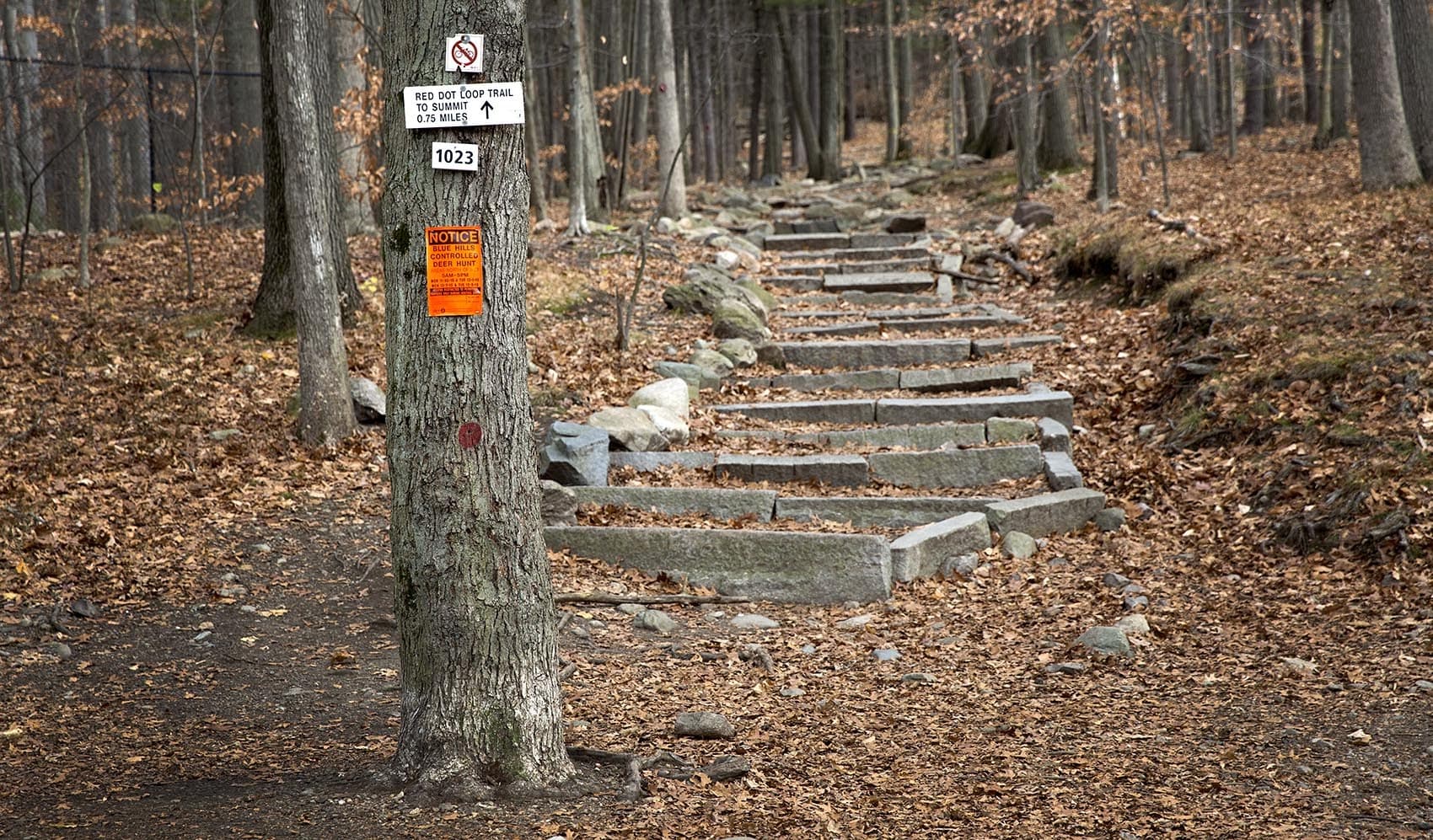 The start of a trail through the Blue Hills Reservation, Nov. 30, 2015. (Robin Lubbock/WBUR)